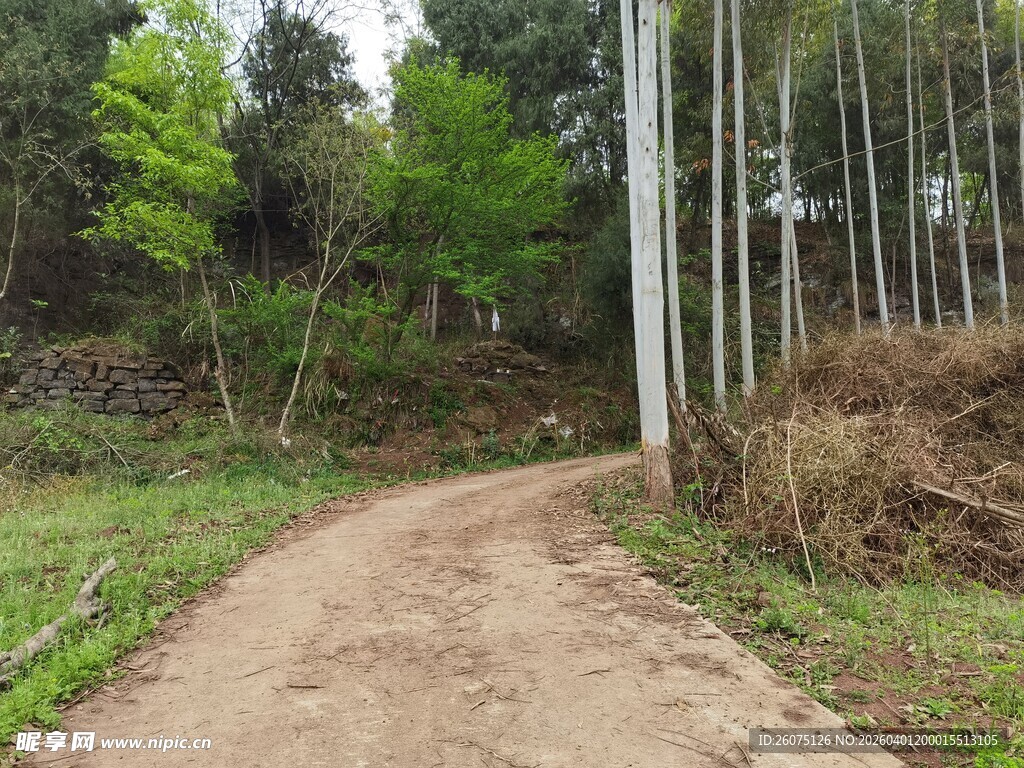 乡间土路旁的葱郁树林