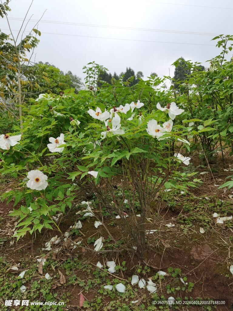 盛开的白色牡丹花朵植物景观