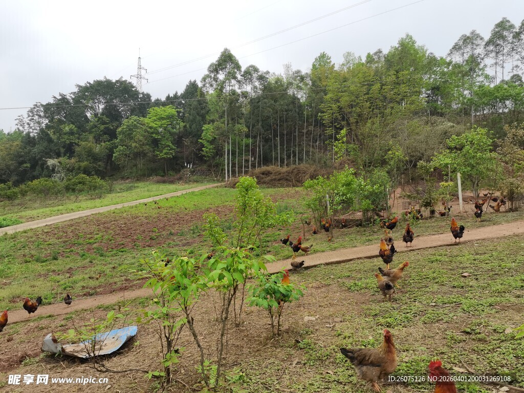 乡村散养土鸡的自然场景