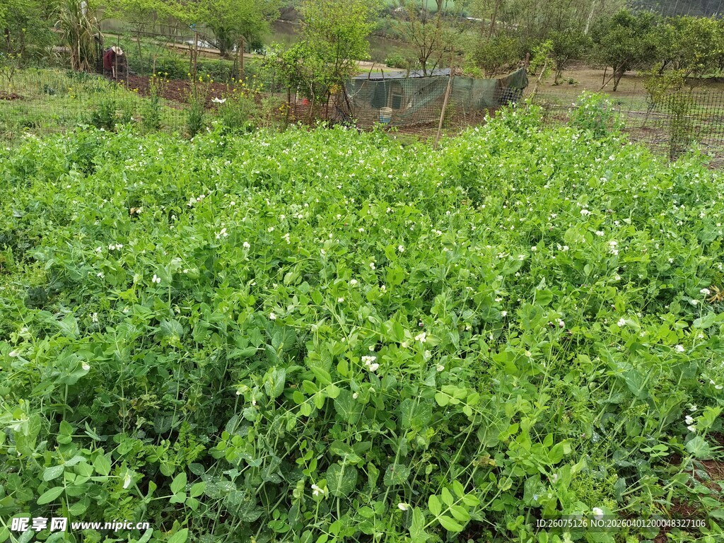 翠绿繁茂的植物田地