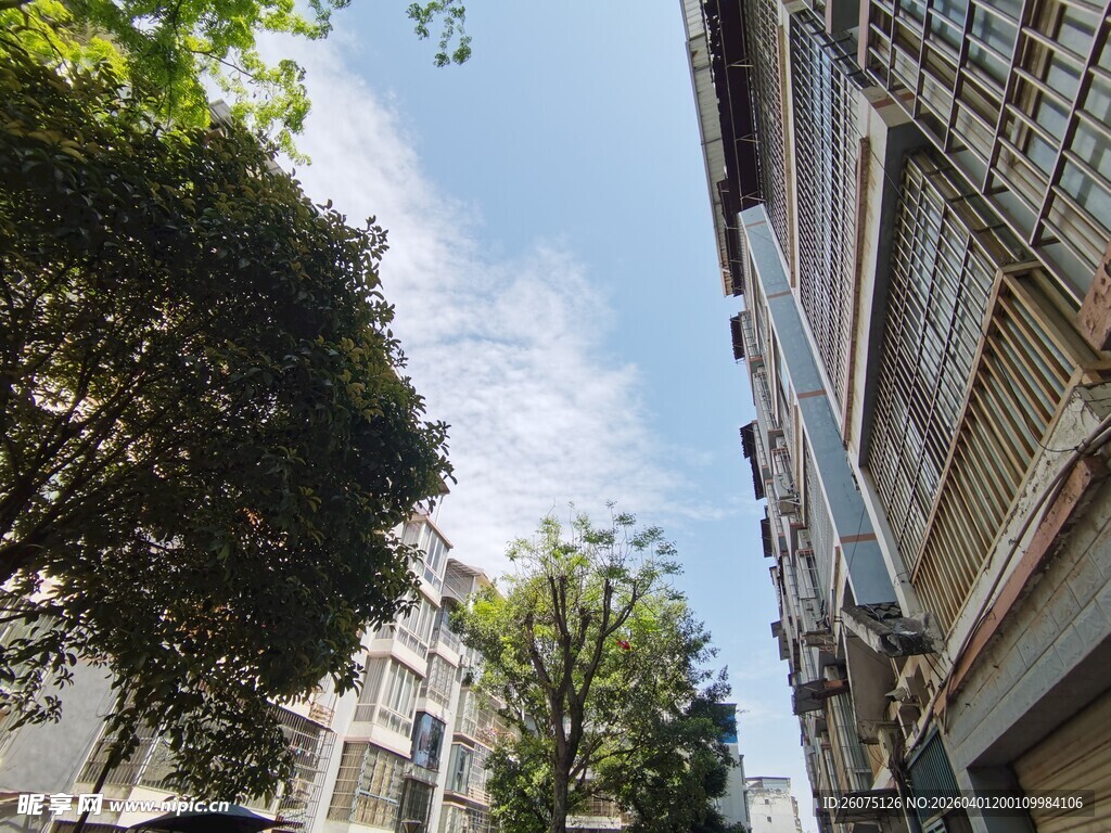 城市街道旁的建筑与绿树