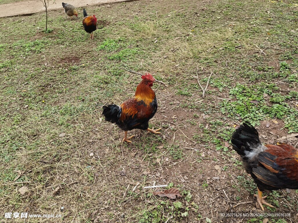 草地上的几只鸡