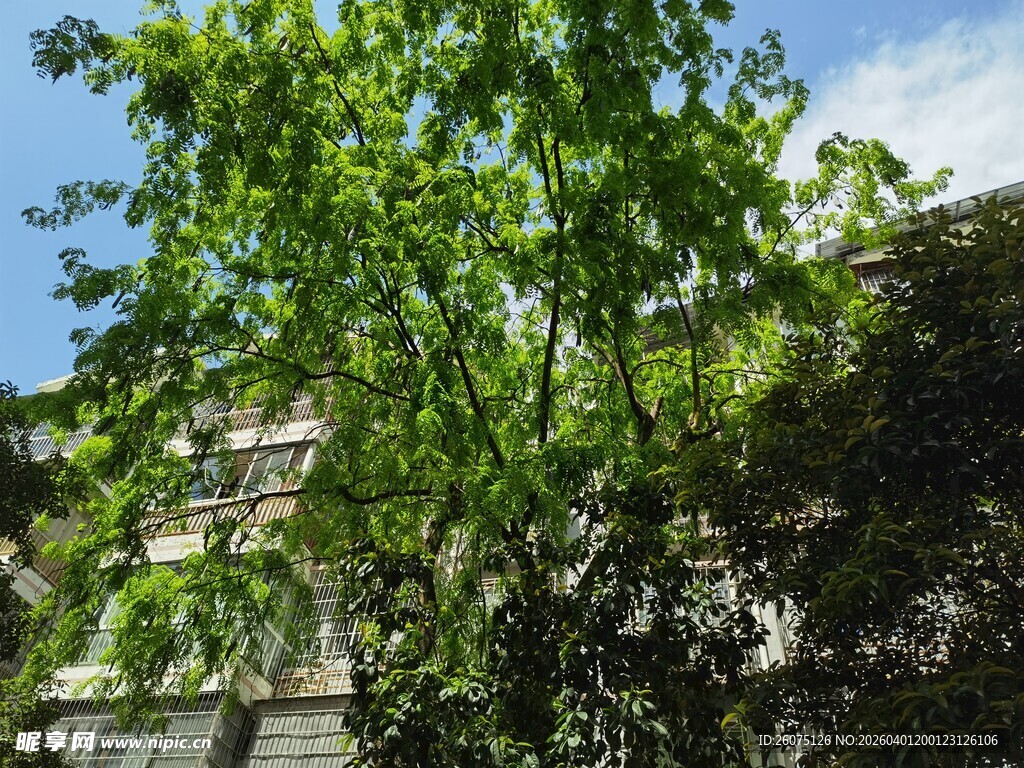 绿叶繁茂的树木景观