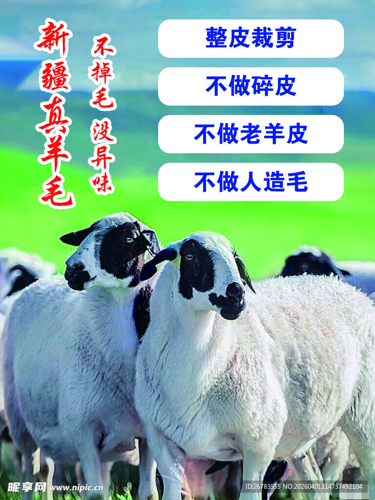 优质羊种 养殖优势显著