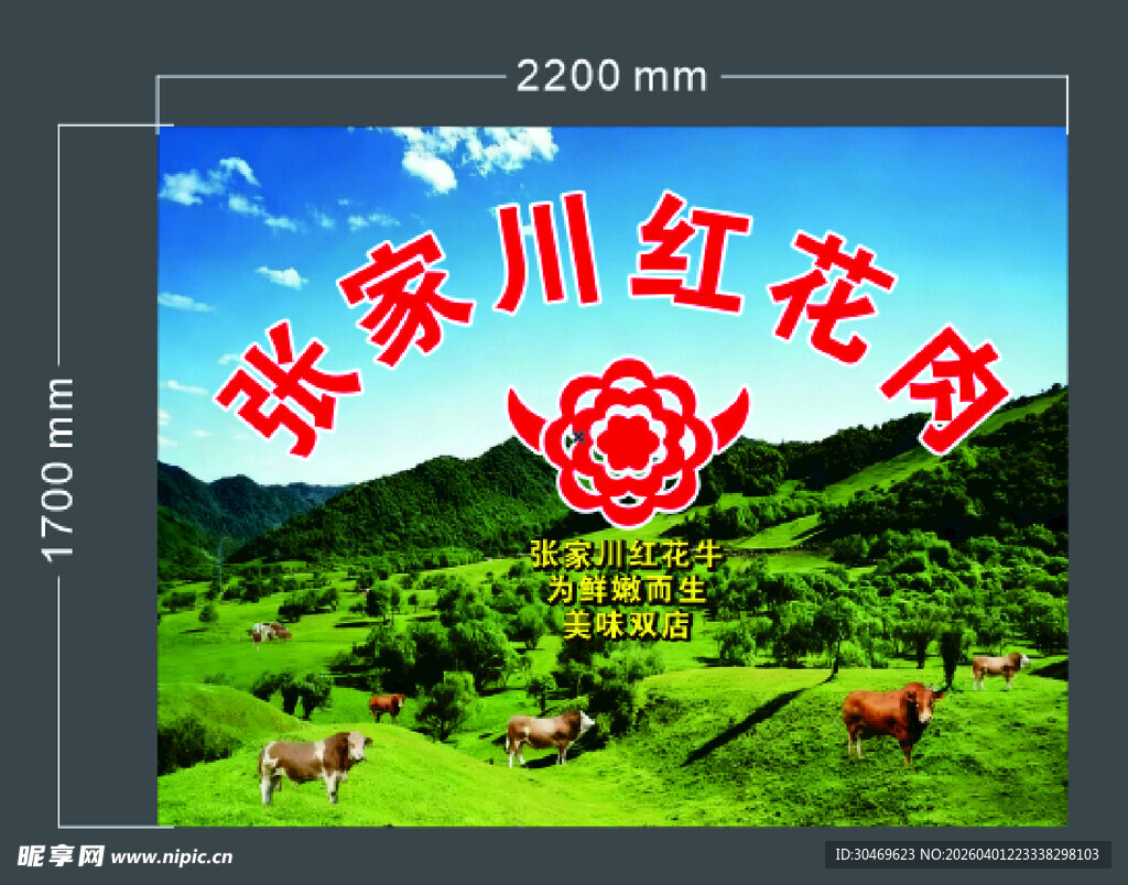 张家川红花牛宣传海报