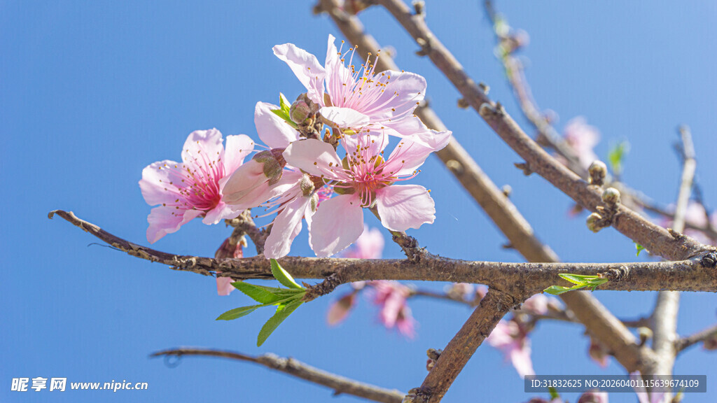 枝头绽放的粉嫩桃花
