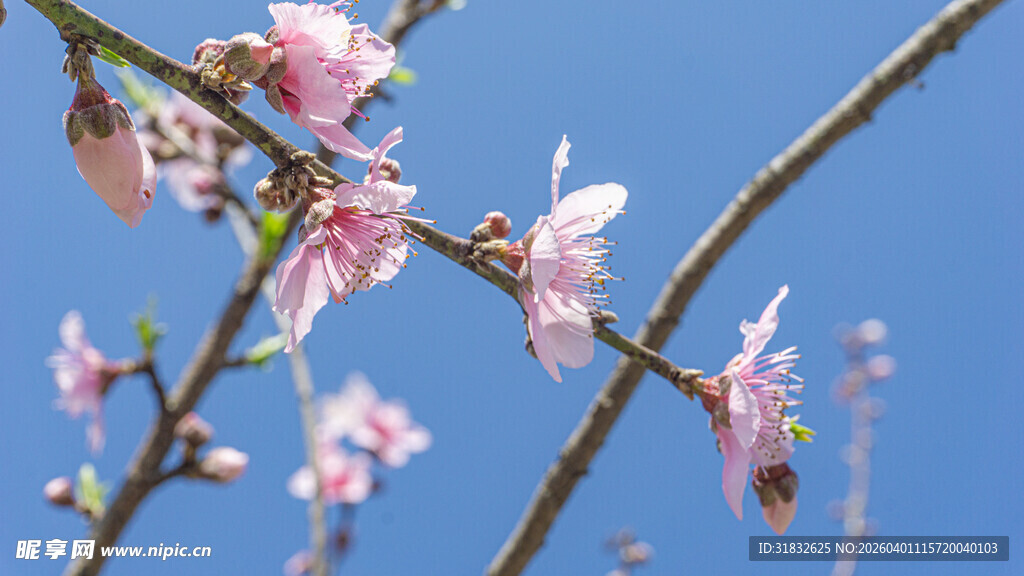 枝头绽放的粉嫩桃花