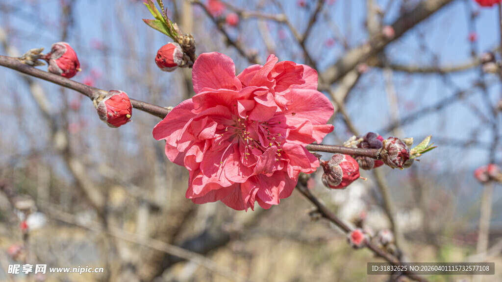 娇艳盛开的粉红色梅花
