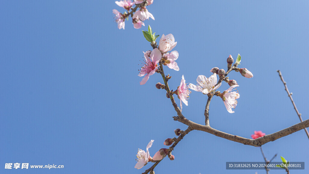 蓝天映衬下的粉嫩桃花