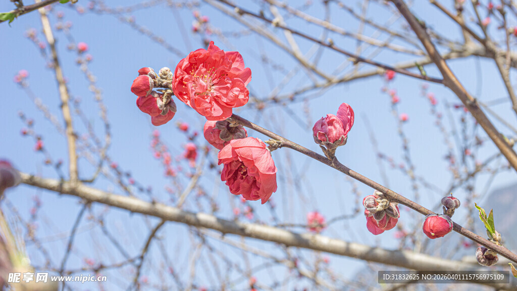 梅花 枝头绽放的艳丽红花朵