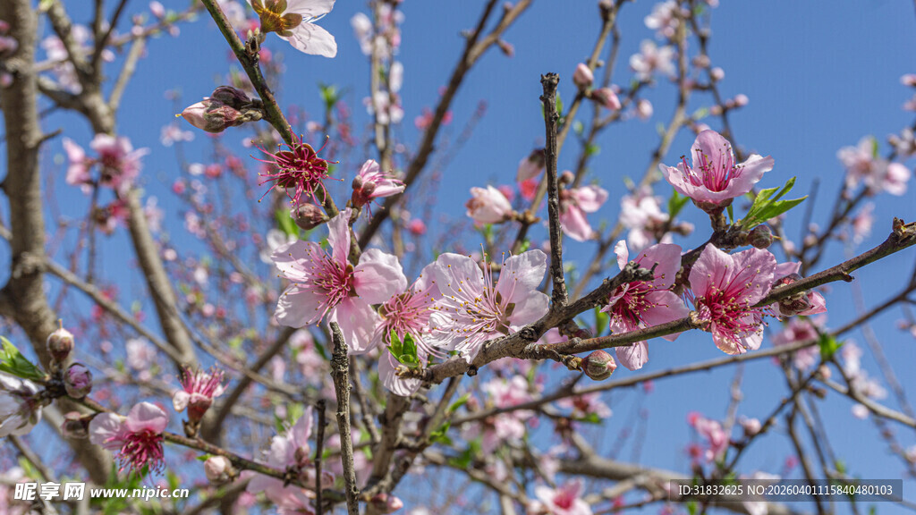 春日繁花间 桃花