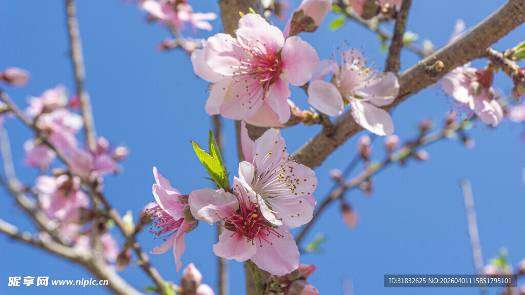 枝头绽放的粉嫩桃花