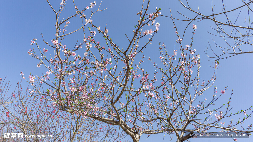 枝头绽桃花 蓝天衬春景