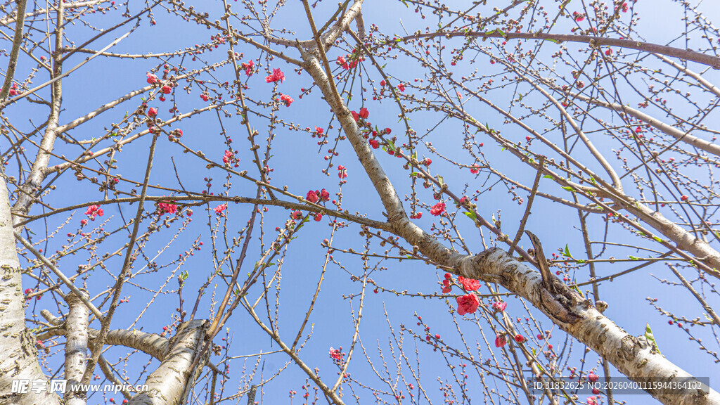 蓝天映衬下的桃花树枝