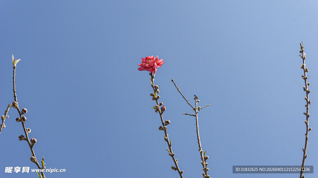 蓝天映衬下的独枝梅花