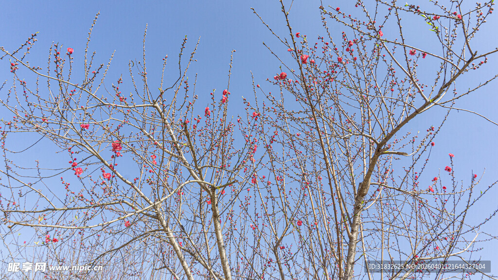 枝头绽梅花  蓝天映树景