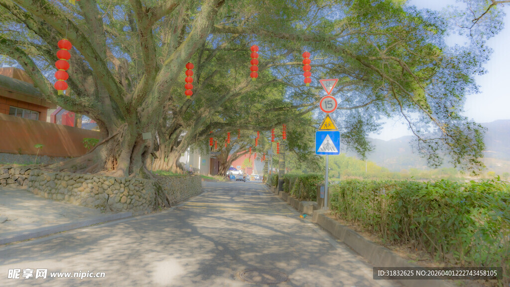 古树下的乡村小道