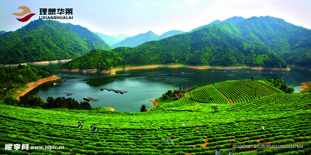 理想华莱茶山背景