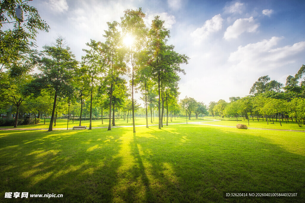 阳光照耀下的绿意公园