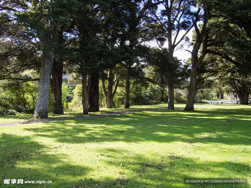 阳光洒落的静谧林间草地