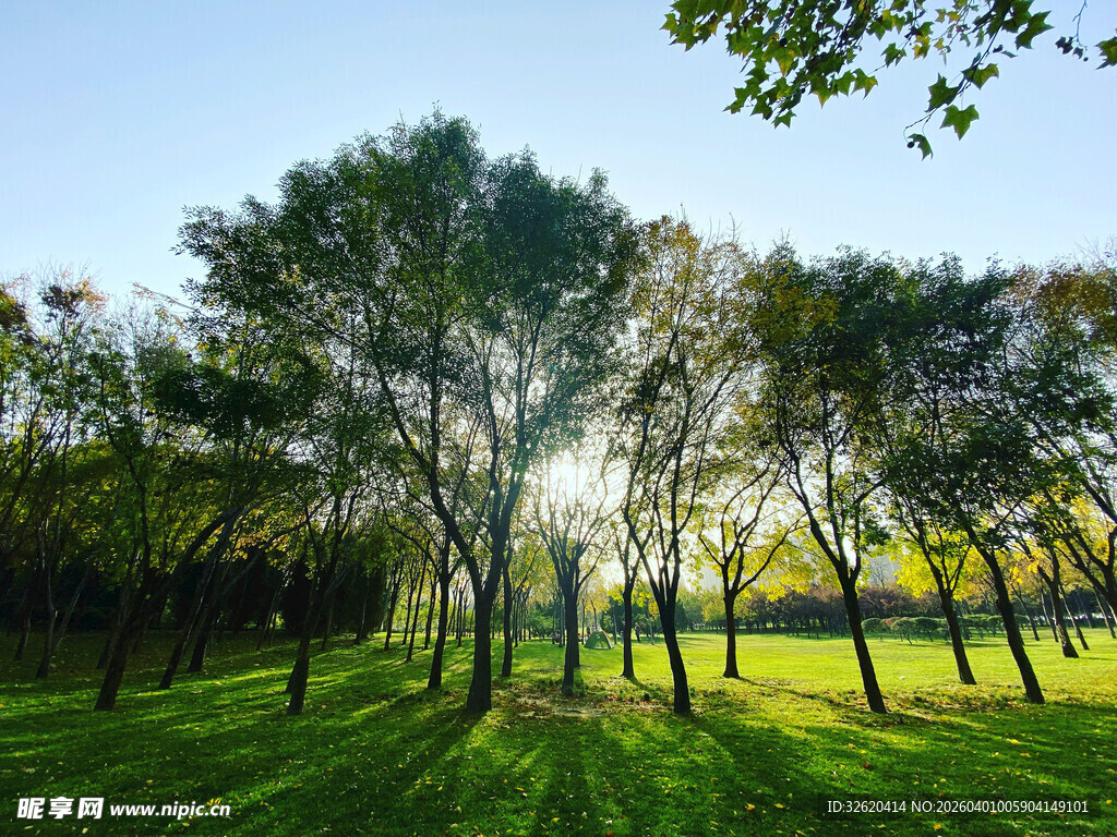阳光照耀下的绿意树林