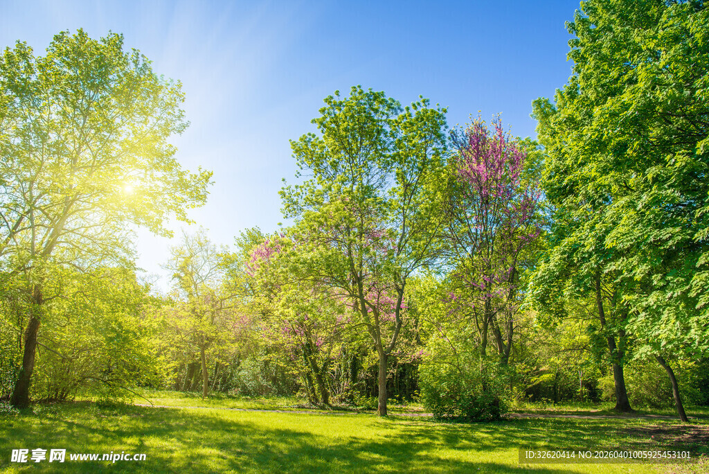 阳光照耀下的绿意盎然树林