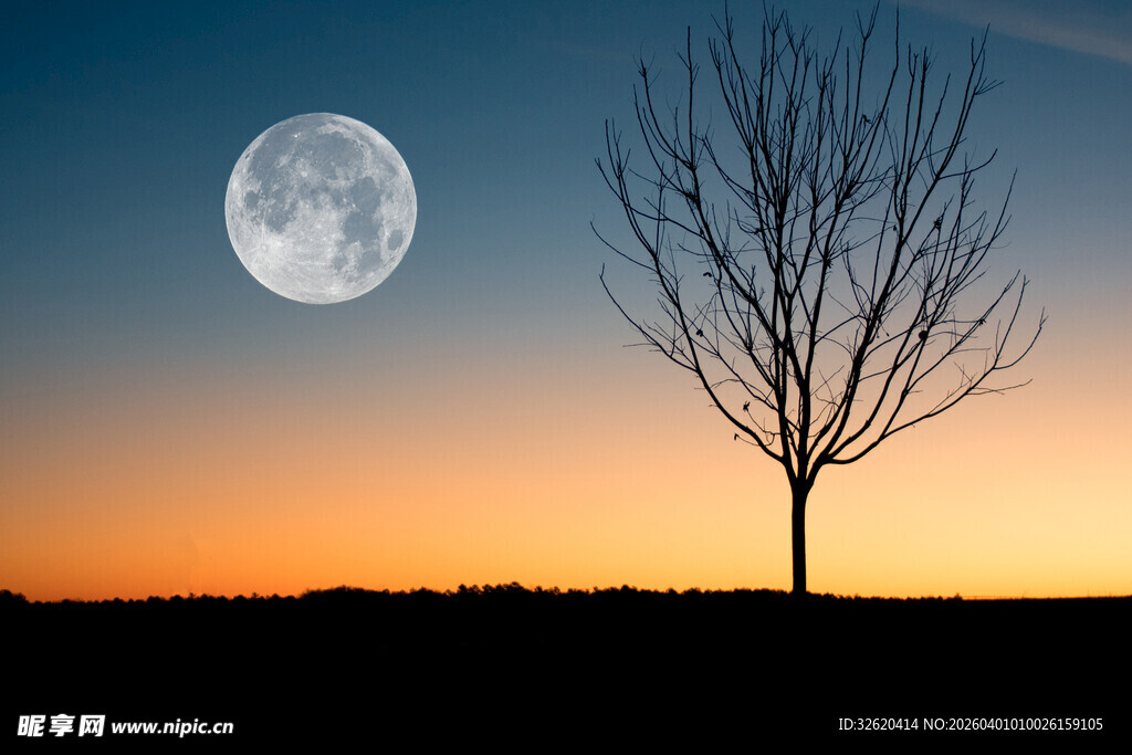 月夜孤树