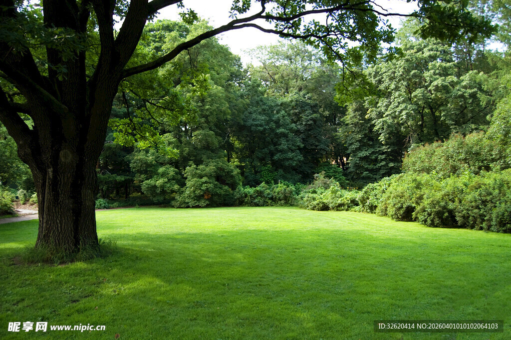 绿意盎然的草坪与大树