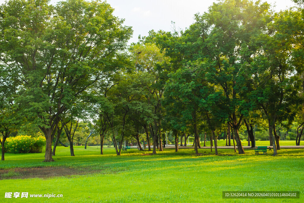 绿意盎然的林间草地