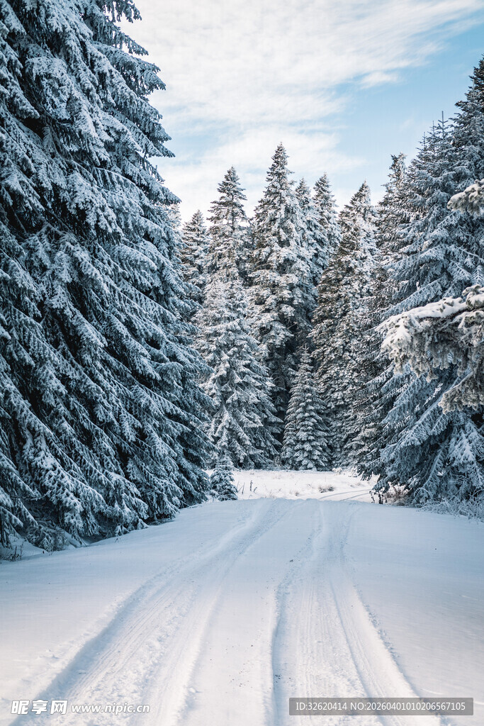 冬日雪林之路