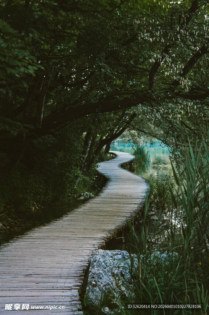 林间蜿蜒木栈道美景