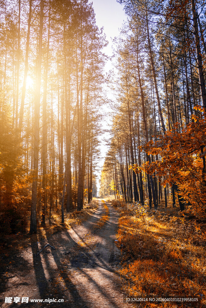秋日林间阳光洒落美景