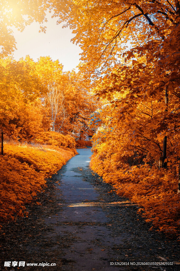 秋日林间小路的绚烂美景