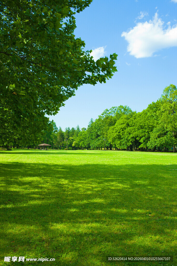 翠绿草地与葱郁树林美景