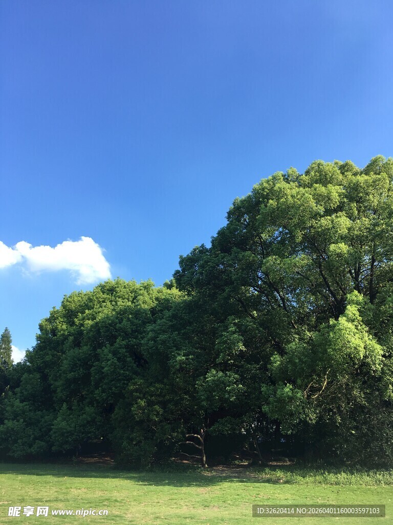 蓝天绿地间的葱郁大树