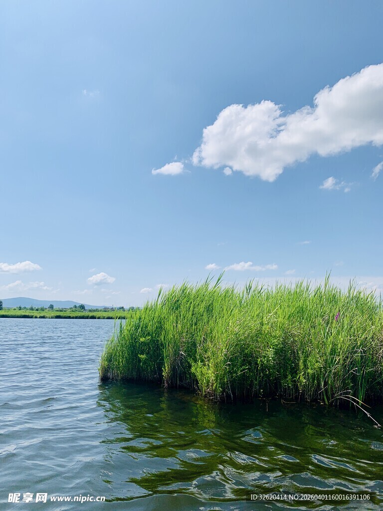 湖畔芦苇