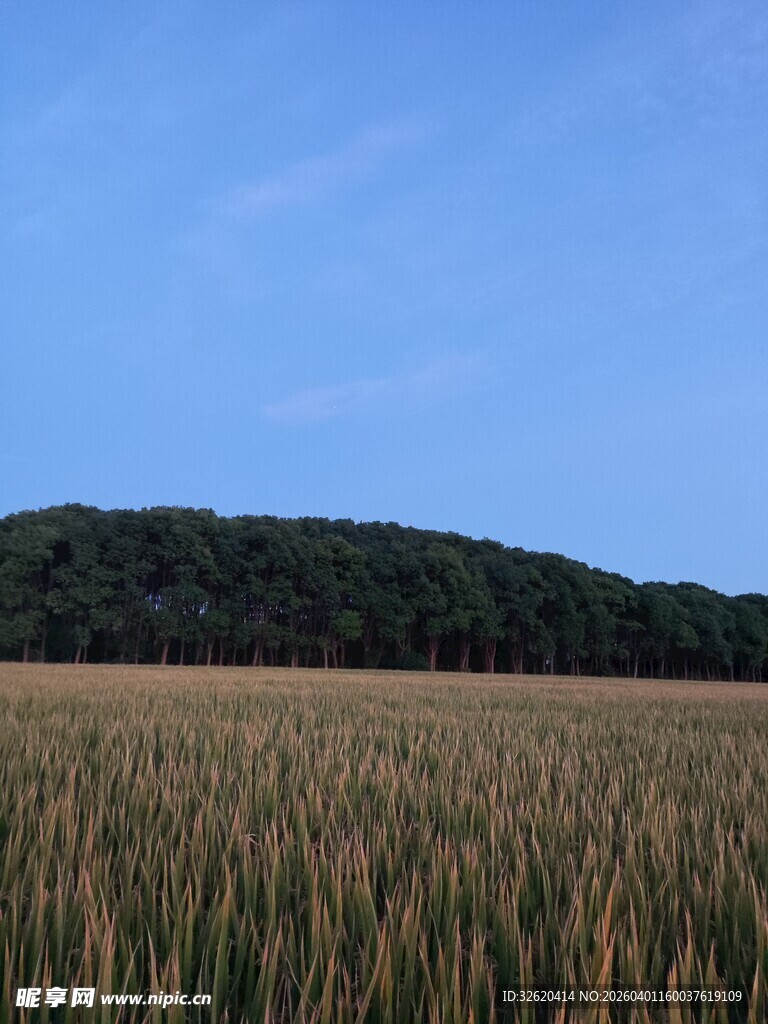 金黄麦田与远处葱郁树林