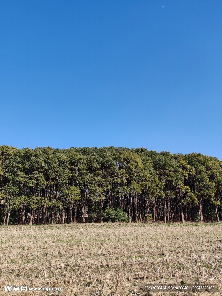 田野尽头的茂密树林