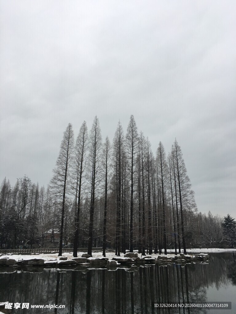 冬日湖畔的挺拔树林