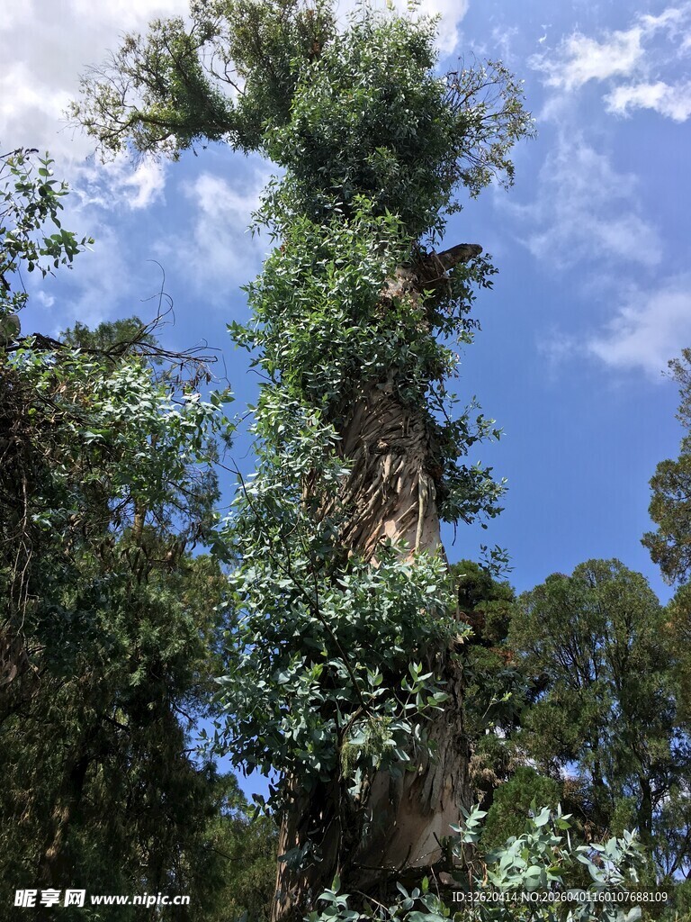 高耸入云的茂密大树