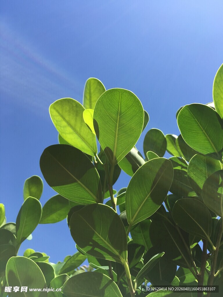 阳光下的翠绿叶片