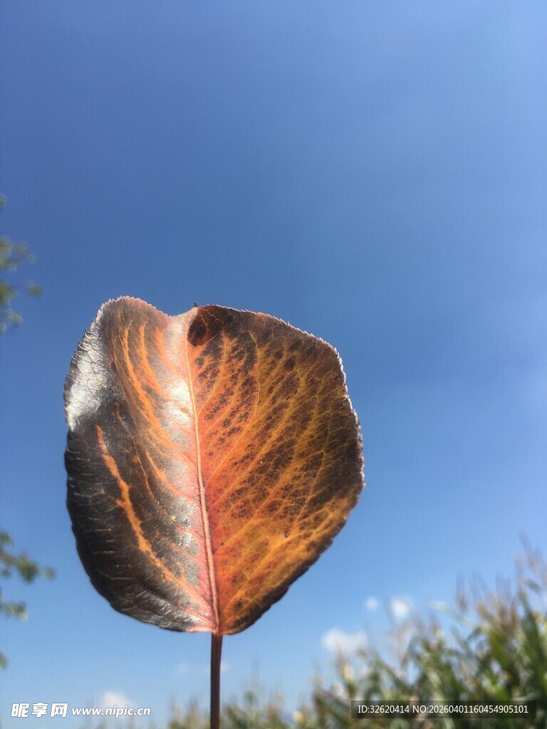 阳光下的斑斓叶片