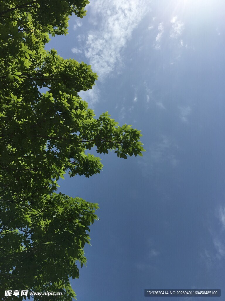 仰望蓝天绿叶的美好景象