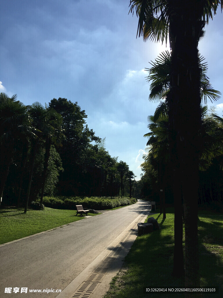 林荫大道的静谧风光