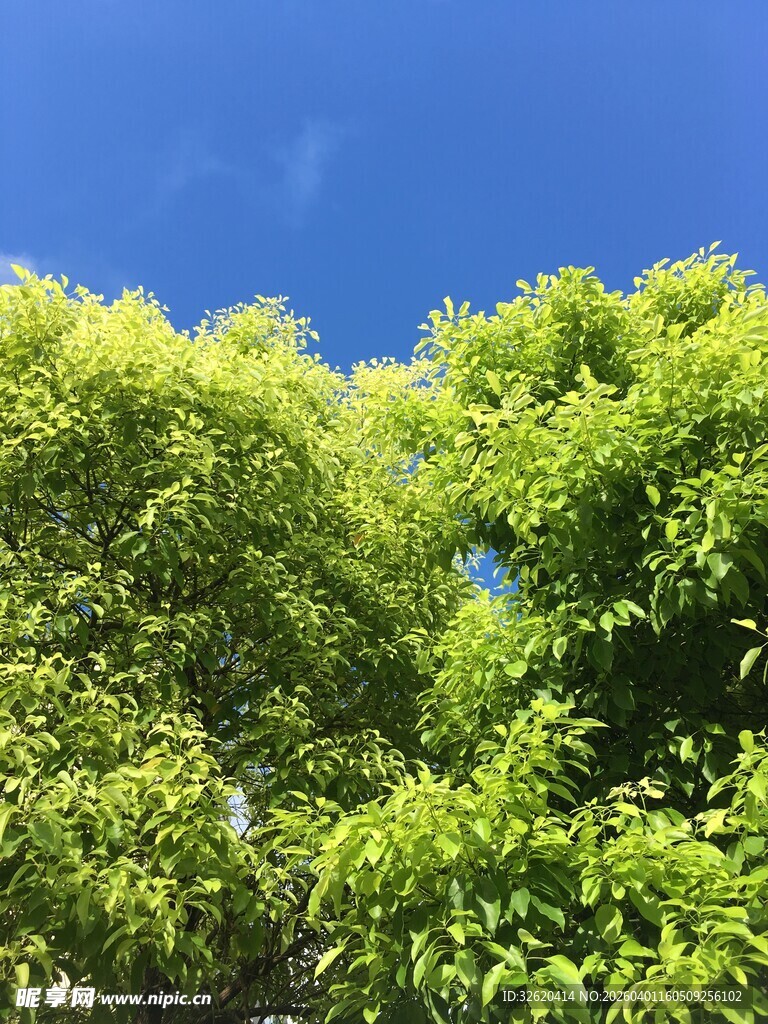 蓝天映衬下的翠绿树梢