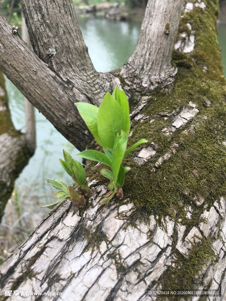 枯木逢春的一抹新绿
