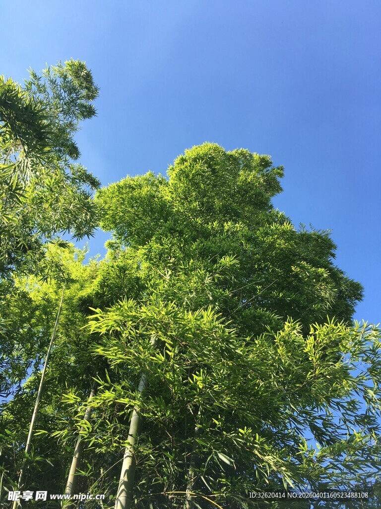 蓝天映衬下的葱郁树林