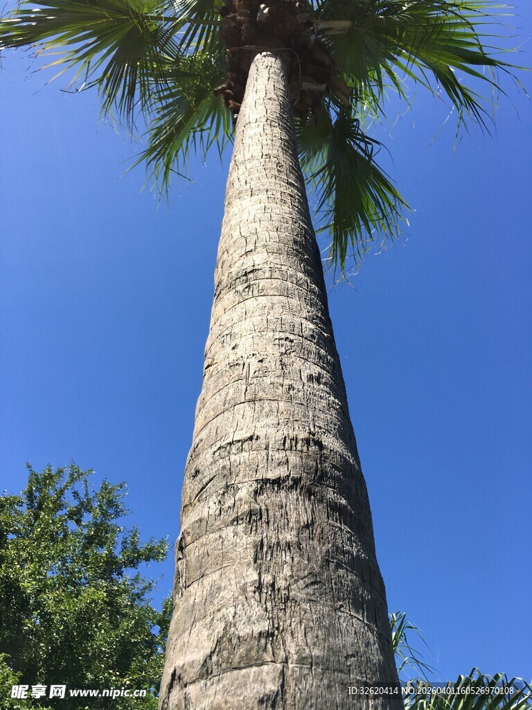 仰望高大棕榈树