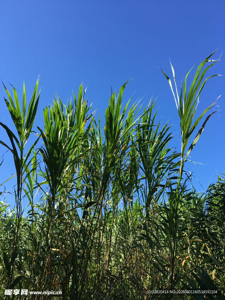 蓝天映衬下的葱郁植物