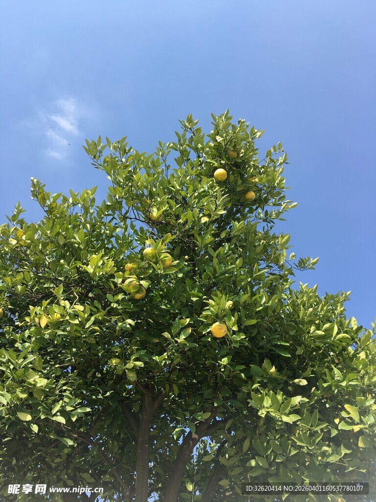 蓝天映衬下的繁茂绿树